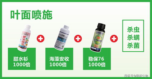 微新生物柑橘公開(kāi)課 11月份沃柑關(guān)鍵管理要點(diǎn)與生物制劑營(yíng)養(yǎng)方案